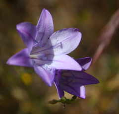 Triteleia laxa
