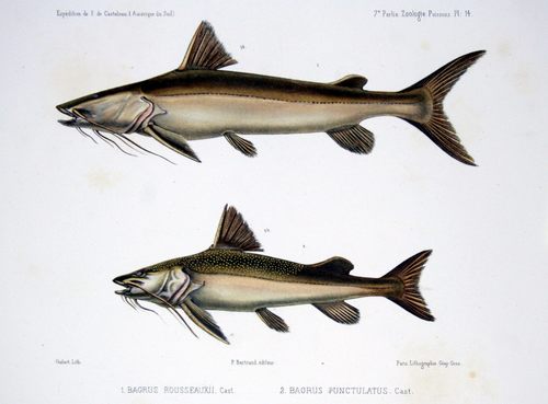 Gilded catfish