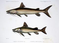 Gilded Catfish photo 4