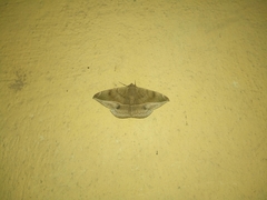 Lepidoptera