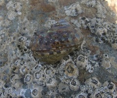 Diogenes brevirostris