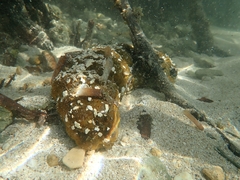 Holothuria mexicana