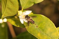 Mallota curvigaster