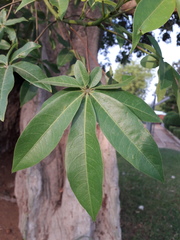 Ceiba