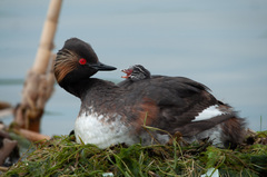 Black-Necked Grebe photo 6