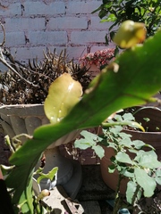 Epiphyllum oxypetalum