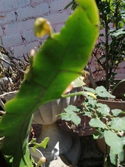 Epiphyllum oxypetalum