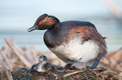 Black-Necked Grebe photo 4