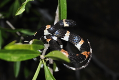 Sibon anthracops