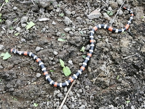 Photo of a Desert Coral Snake (Micrurus tschudii)