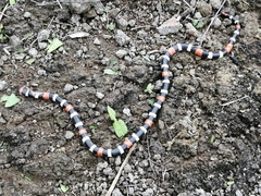 Micrurus tschudii olssoni