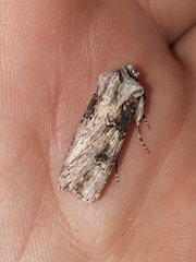 Agrotis catalaunensis