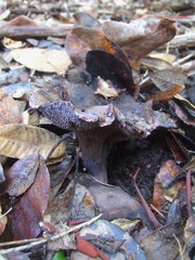 Hydnellum fuscoindicum