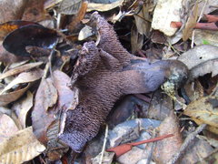 Hydnellum fuscoindicum