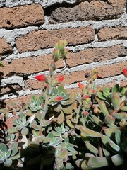 Echeveria pulvinata
