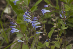 Scutellaria pekinensis