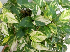 Epipremnum aureum