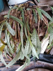 Ledebouria socialis