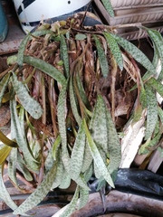Ledebouria socialis