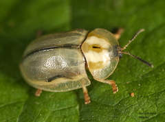 Physonota unipunctata