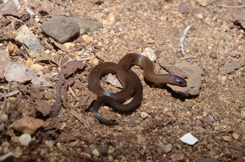 Photo of a Linton's Dwarf Short-tail Snake (Tantillita lintoni)