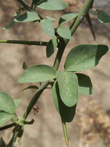 simple-thorned greenthorn