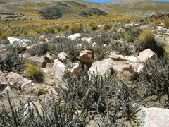 Junellia seriphioides