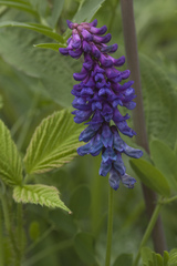 Vicia amurensis