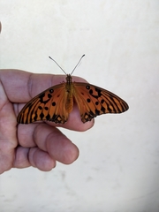 Dione vanillae