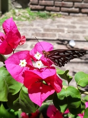 Dione vanillae