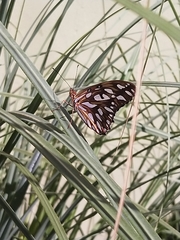 Dione vanillae