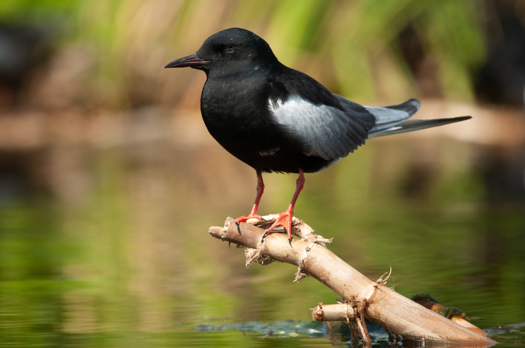 White-winged Tern (Chlidonias leucopterus) photo