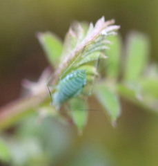 Acyrthosiphon kondoi