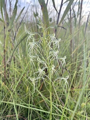 Habenaria kraenzliniana