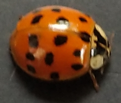 Harmonia axyridis