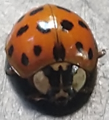 Harmonia axyridis