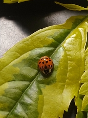 Harmonia axyridis