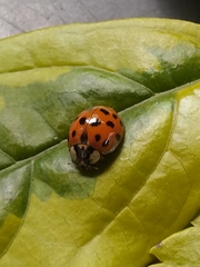 Harmonia axyridis