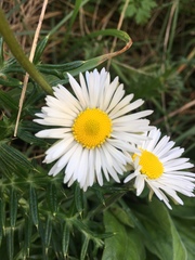 Bellis perennis