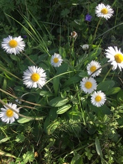 Bellis perennis