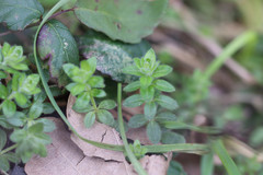 Cruciata laevipes