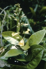 Petrea sulphurea