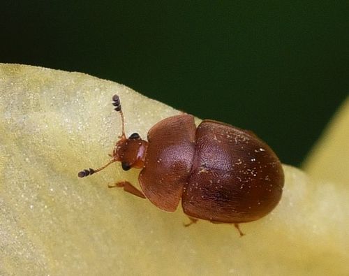 Cychramus luteus nuotrauka