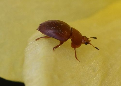 Cychramus luteus nuotrauka