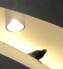 Columba livia domestica