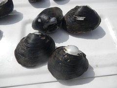 Glebula rotundata