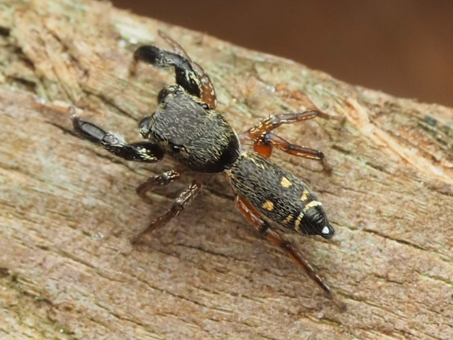 jumping spiders
