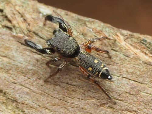 Metacyrba punctata