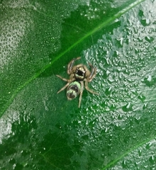 Thiania bhamoensis