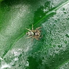 Thiania bhamoensis